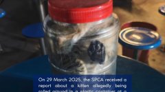 大士工地员工被指虐猫 公园局：调查中